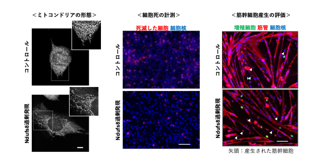 図5 Ndufs8遺伝子の過剰発現によって、細胞死が抑制され、筋幹細胞が産生されることを示す画像