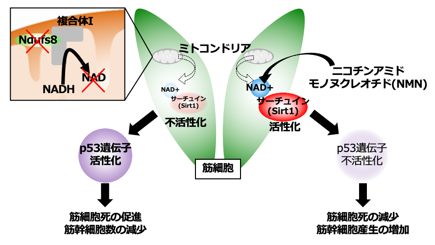 図6 NMNによるサーチュイン活性化は筋幹細胞の産生を促進することを示す図