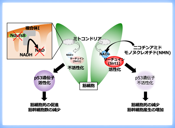 高齢骨格筋で筋幹細胞の数が減少するメカニズムを解明 〜NAD+添加によるミトコンドリア機能活性化が筋萎縮予防の鍵〜