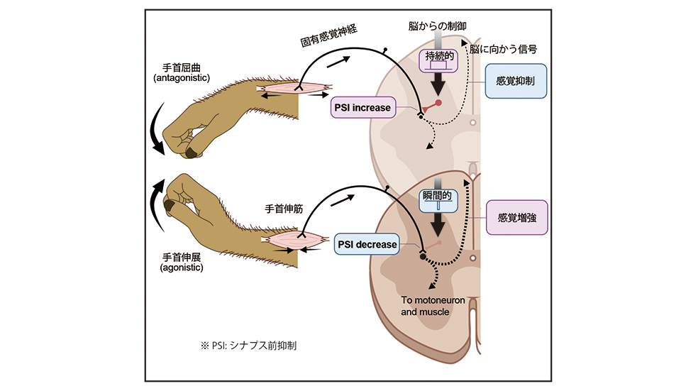 図1 研究結果の概要の図