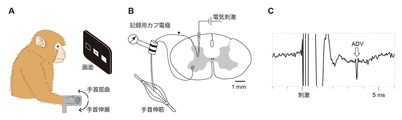 実験の方法の図