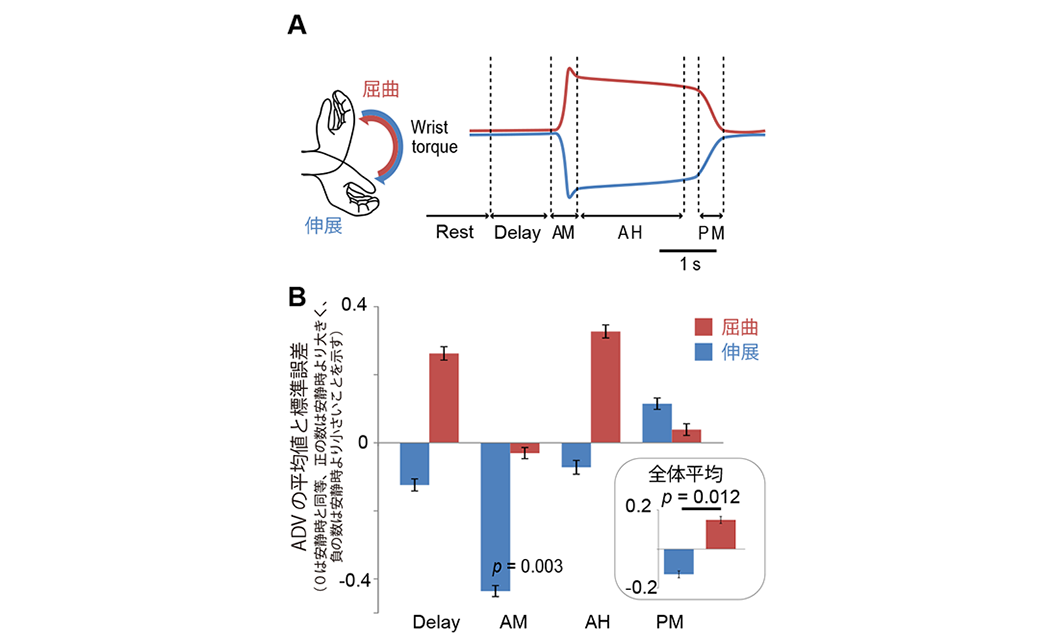 手首運動中の逆行性電位（ADV）の変化を示すグラフ