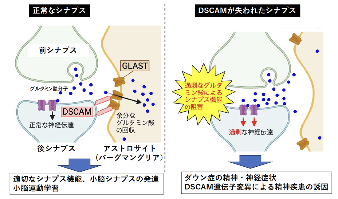 今回の発見の概略図