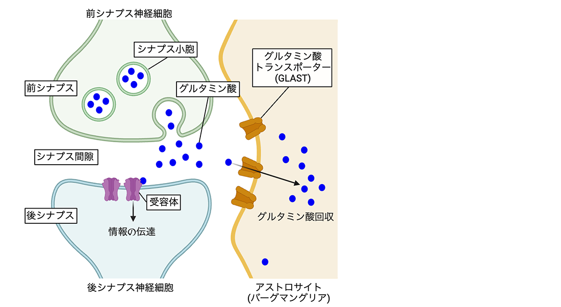 シナプスの構造とアストロサイトによるグルタミン酸回収システムの図