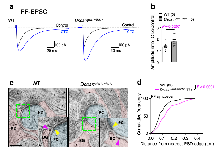 Dscam機能喪失マウスの小脳シナプスにおける神経活動とGLASTの分布の変化のグラフ