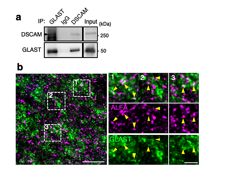 DSCAM-GLAST結合と小脳組織内での共局在を示す免疫化学染色の画像