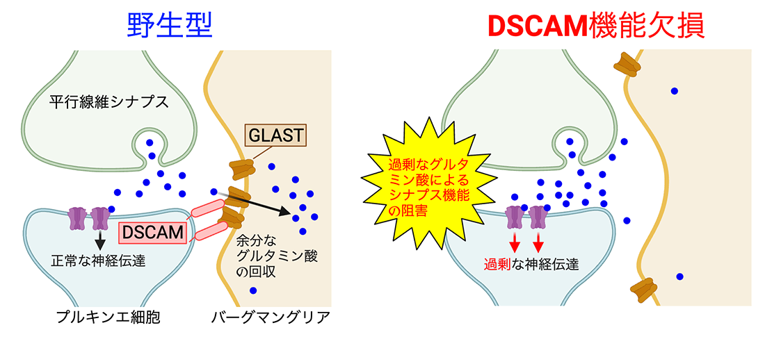 DSCAMによるGLASTのシナプスへの集積メカニズムと病態の模式図