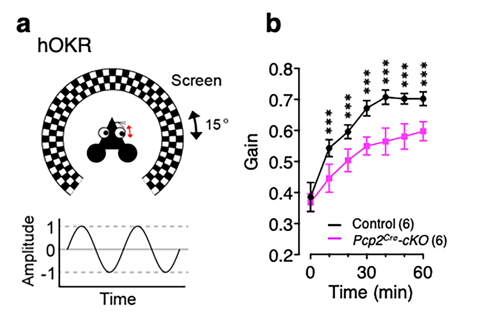 DSCAM機能欠損マウスでは小脳が関与する運動学習が障害されることを示す実験の模式図とグラフ
