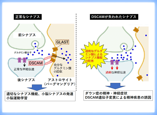 ダウン症関連遺伝子DSCAMが過剰グルタミン酸の除去を介し、健全なシナプス機能と神経発達、小脳運動学習に関わることを発見