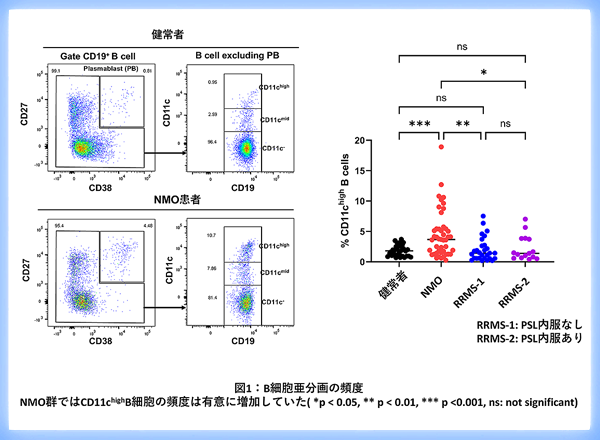 視神経脊髄炎の重症度・脳萎縮と関連するB細胞の特徴を解明：～血液中のCD11c high B細胞に基づく理解～