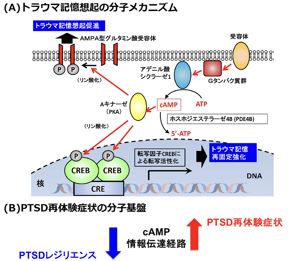 本研究におけるPTSD再体験症状の分子機構の図