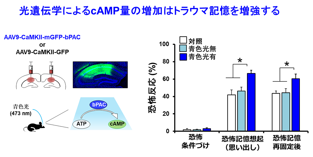 光遺伝学を用いたマウス海馬におけるcAMP量増加後のトラウマ記憶増強の図