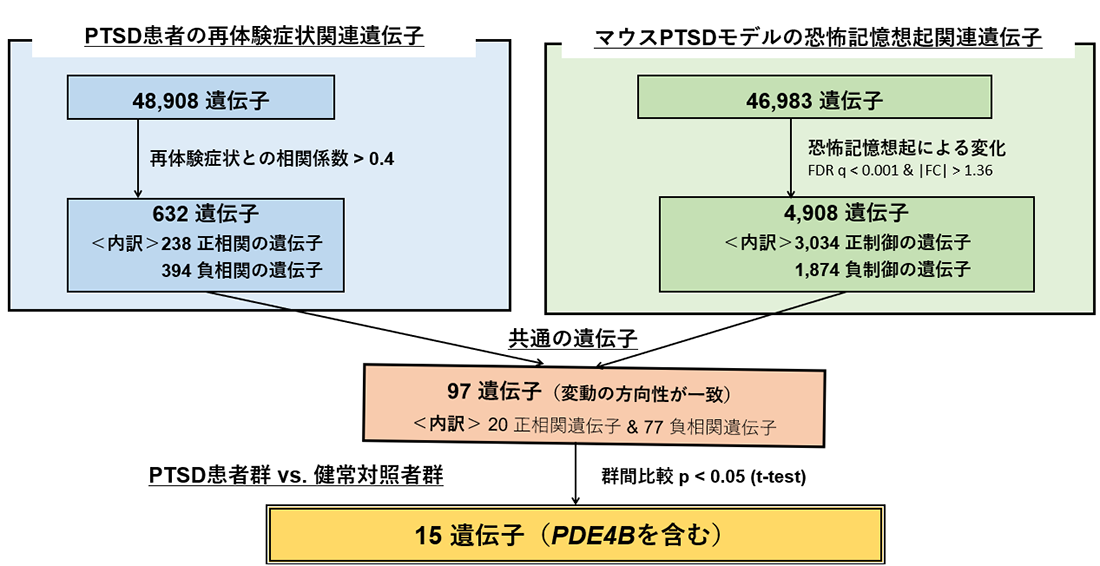 ヒトおよびマウスの統合トランスクリプトーム解析のフロー図