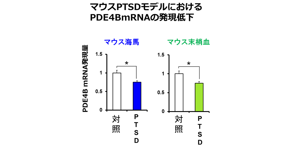 マウスPTSDモデルにおけるPDE4B発現量の低下を示すグラフ