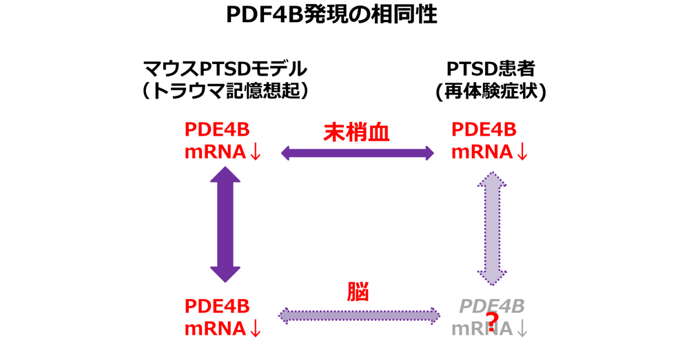 PTSD患者とマウスPTSDモデルにおけるPDE4B発現の相同性の図