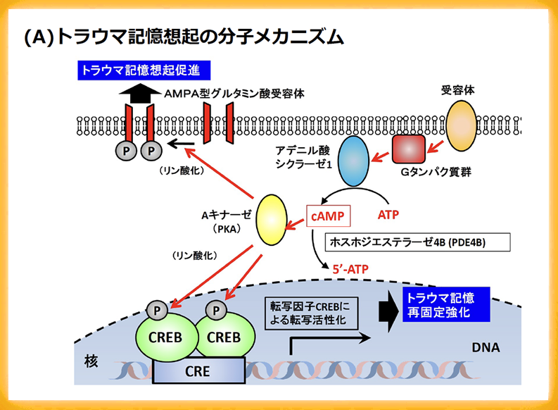 心的外傷後ストレス障害（PTSD）の分子機構の解明―cAMP情報伝達経路の過活性化がPTSDの原因となる―