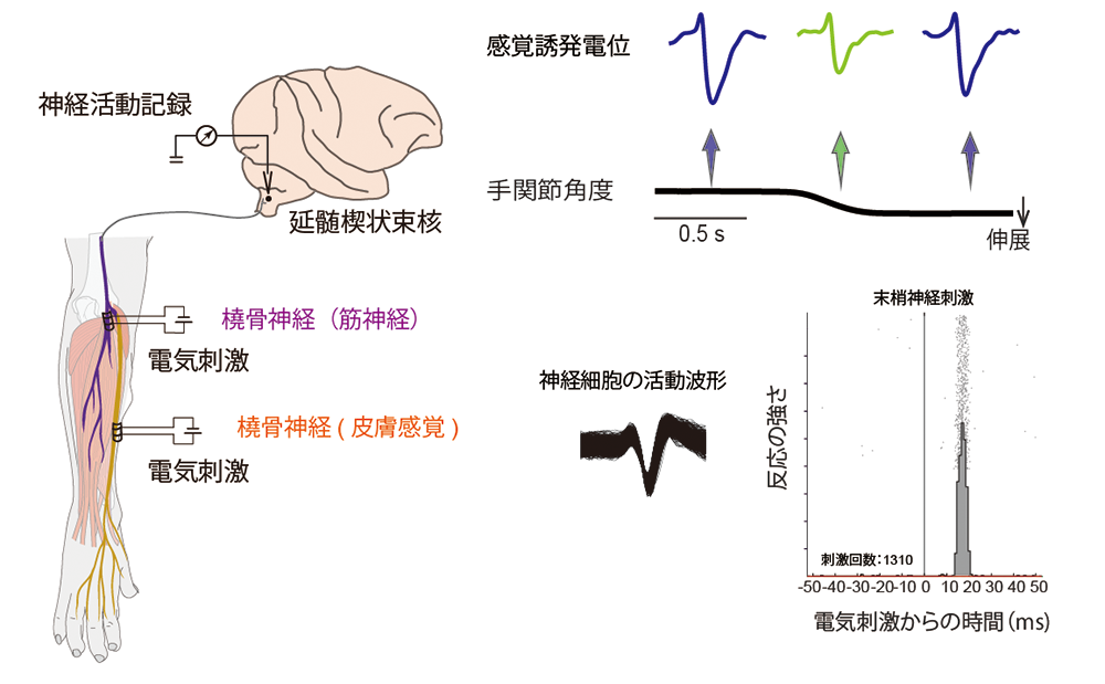 実験の方法の図