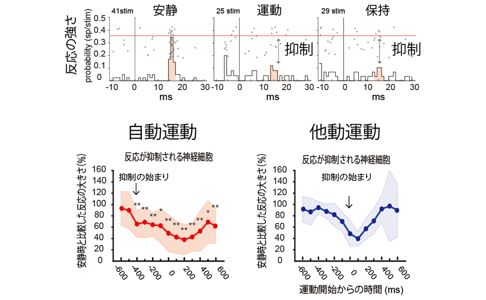 図4 自身の運動と他人による運動との識別を示すグラフ