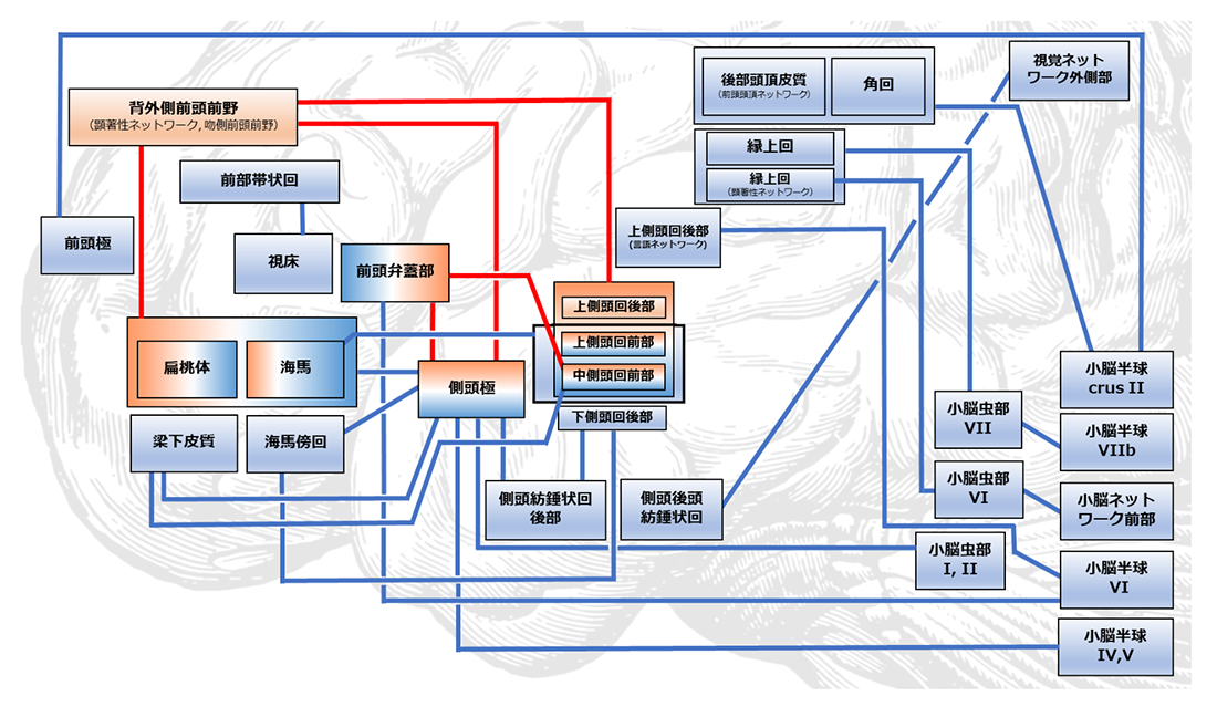 神経性やせ症で生じていた機能的結合性の変化　模式図