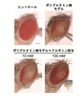 0525図２皆川先生.PNG