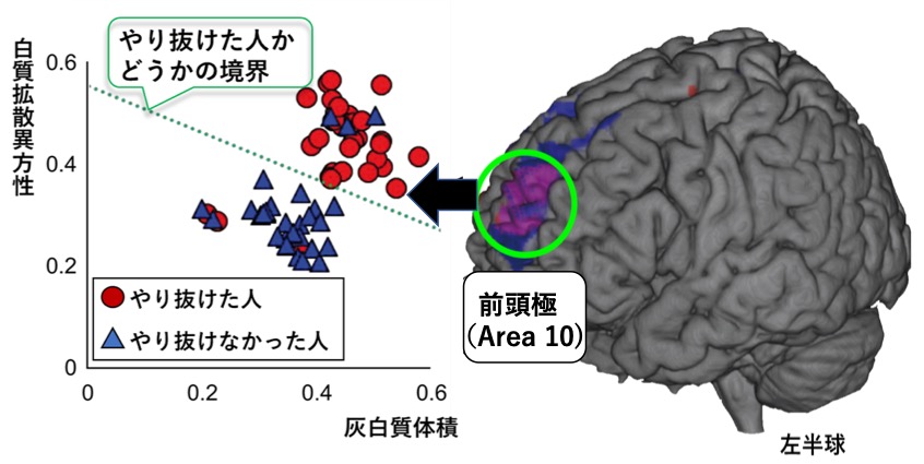 脳画像から「やり抜く力」を予測する手法を開発～目標の細分化が脳を変化させ達成を支援～