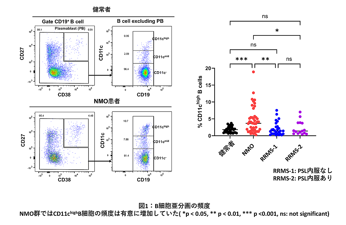 B細胞亜分画の頻度