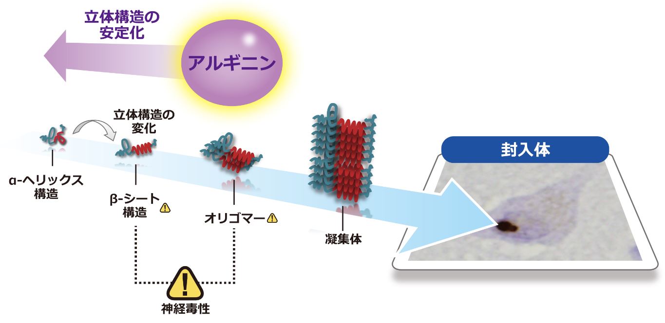 神経難病ポリグルタミン病の新しい治療薬候補を発見 ～L-アルギニンのタンパク質構造安定化作用による凝集抑制効果～