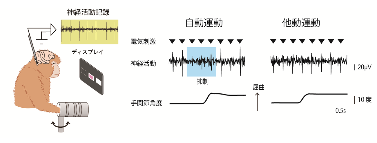 覚醒行動下のサル延髄楔状束核の皮膚感覚刺激に対する反応を記録する様子と記録のグラフ